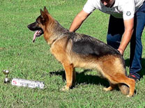 Diiza Von Baires Land