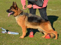 Diiza Von Baires Land