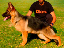 Loreley Vom Baires Land