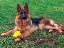 Loreley Vom Baires Land